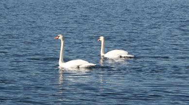 swans